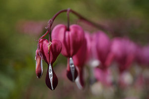 Herz-Frühling