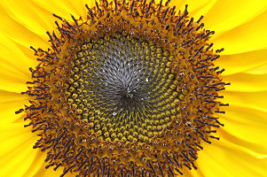 Sonnenblume